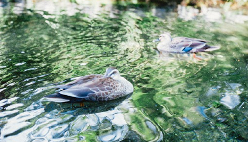 关于生活的哲理有道理说说带图片 生活总是这样不能叫人处处都满意但我们还要热情地活下去8