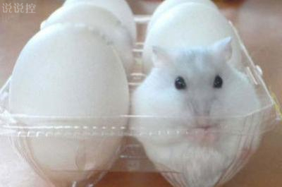 QQ逗比说说带图片5 QQ逗比说说带图片5