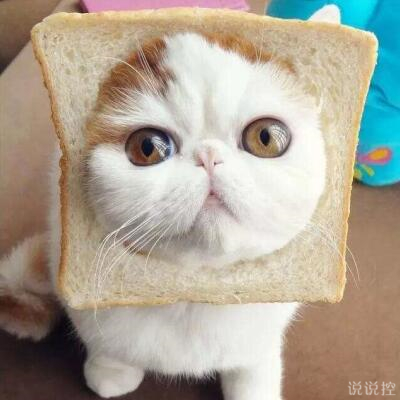 好笑的说说带图片，搞笑的说说笑死人带图2