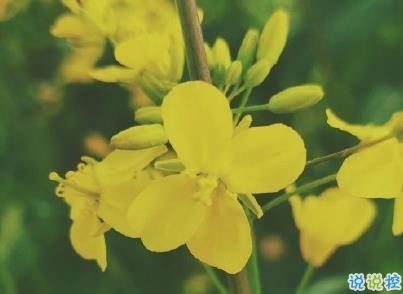 好美的油菜花说说带图片 油菜花唯美说说配图5