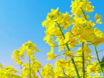 好美的油菜花说说带图片 油菜花唯美说说配图12