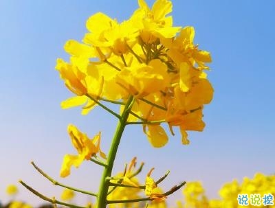 好美的油菜花说说带图片 油菜花唯美说说配图13