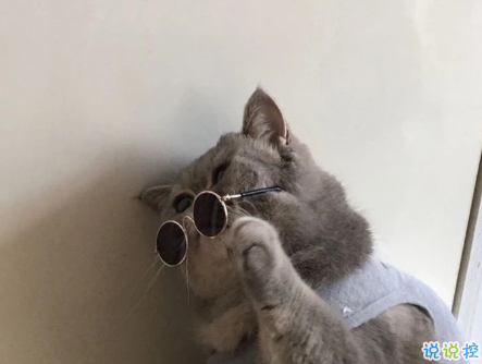 2020精辟搞笑说说开心幽默 如果喝水都会胖为啥不喝奶茶呢2