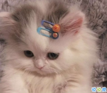 这些可爱又有趣的文案 我以为你回我信息犯法呢2