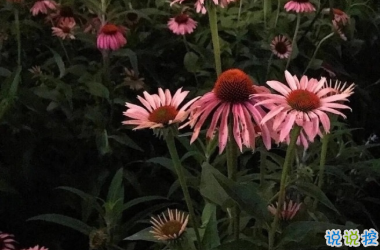 心情低落时可以看的句子  不要去反复思考同一个问题11