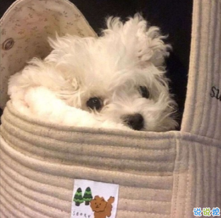 2020冬天天气变冷的很有梗的搞笑说说  我遇见你枯木逢春2