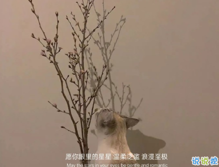 12月份适合发朋友圈的可爱小句 温暖你整个十二月的文艺说说2