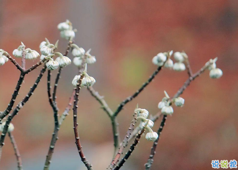 2021超级文艺的春天文案 期待春天到来的唯美句子2