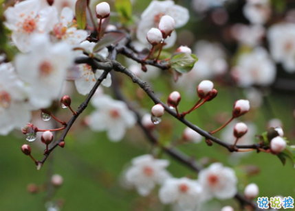 赞美春雨的优美句子 描写春雨的唯美文案2