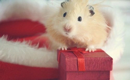 超甜蜜的恋爱中的小情侣适合发的爱情说说带图片 写尽千山落笔是你14