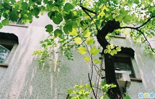 那些抖音中唯美的小清新图片句子 浮世万千吾爱有三12