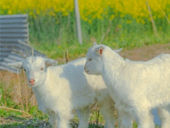 放在心头的个性心情说话 心一旦离开就再不会回来